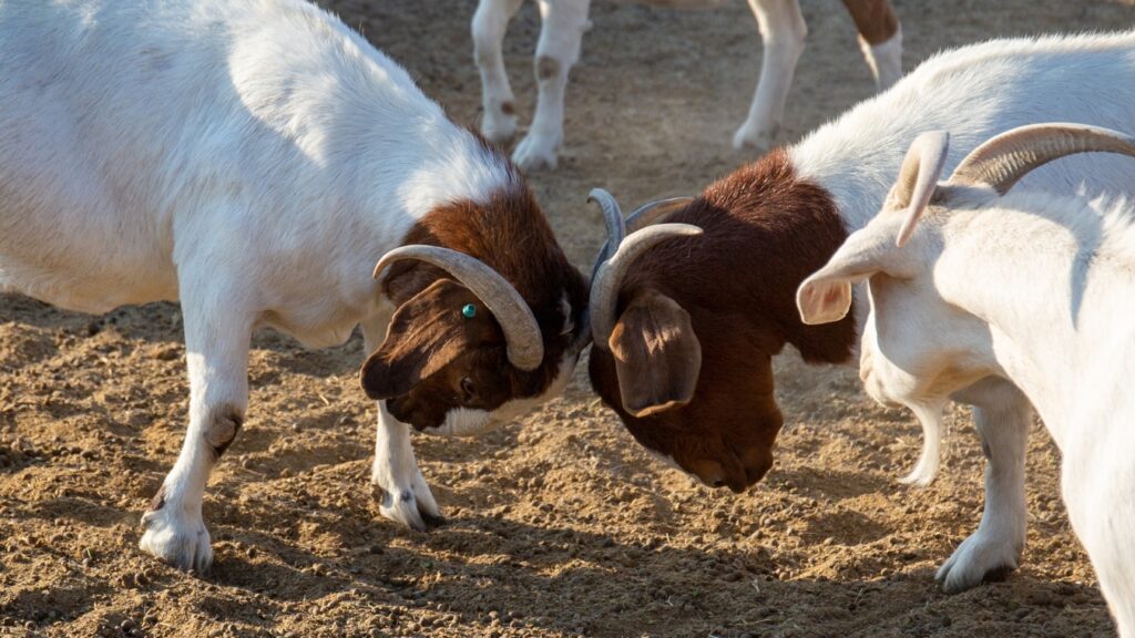 Savanna Goats Vs Boer Goats