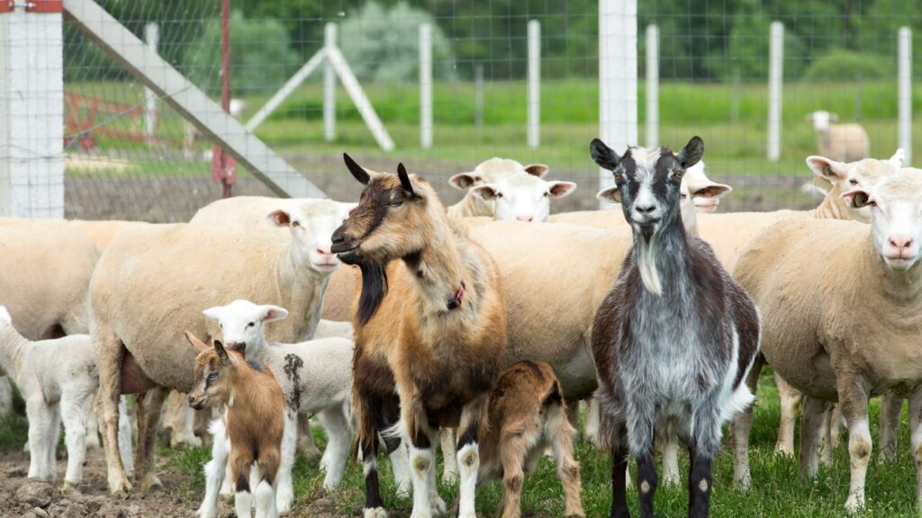 Sheep And Goats Coexisting in farm