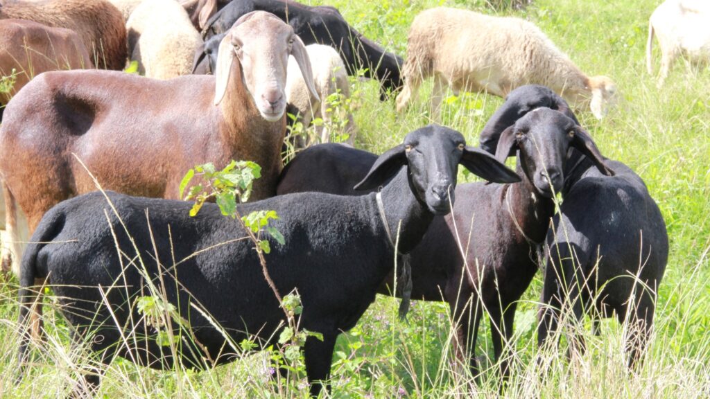 Sheep Breeds in India