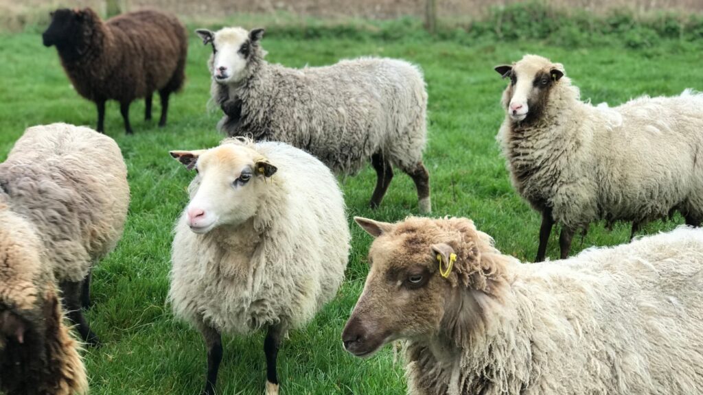 A flock of fluffy Shetland Sheep grazing peacefully in a lush green field.