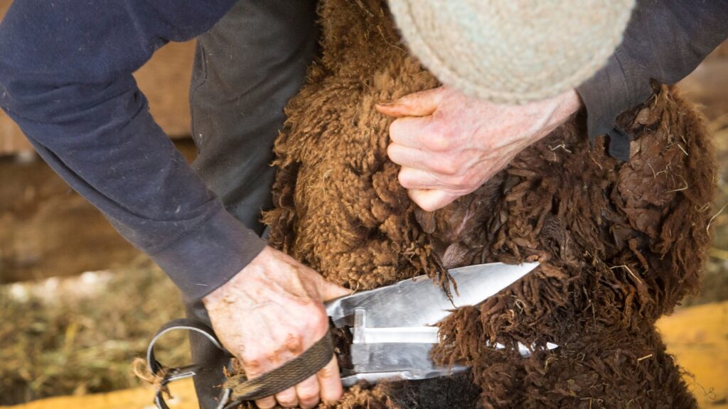 Traditional sheep shearing in an old New England barn.