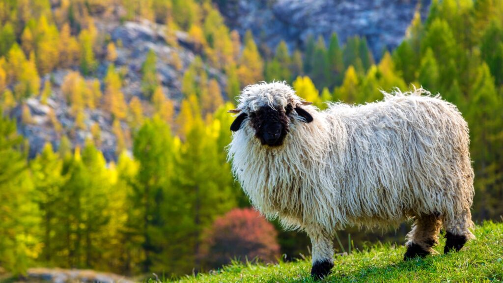 Valais blacknose sheep in Alps