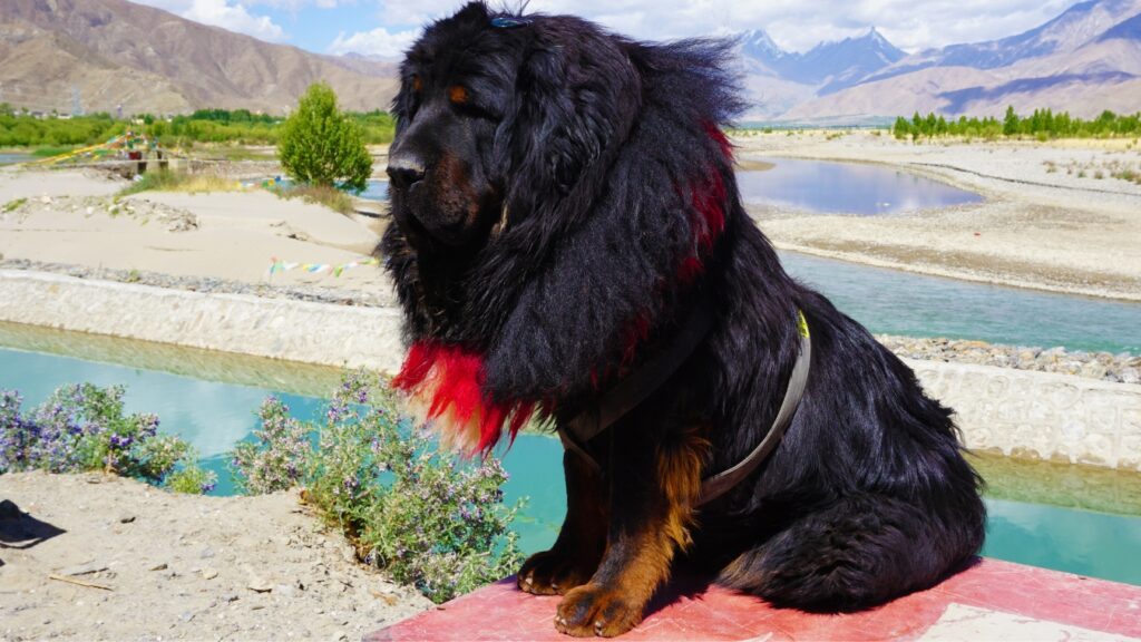 black Tibetan mastiff sitting