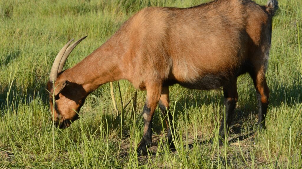 brown pregnant goats grazing