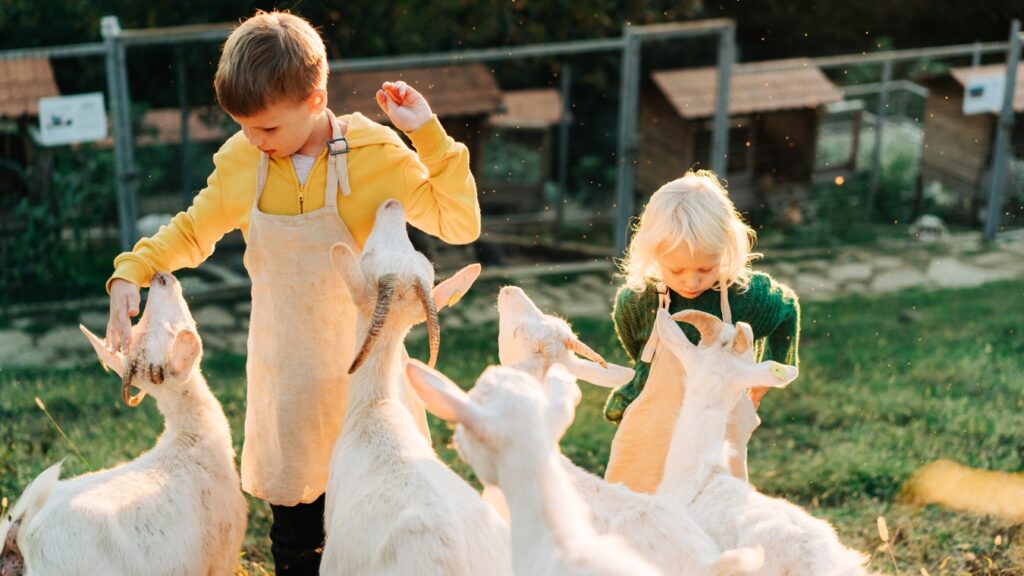 children feeding goats on the farm Agritourism