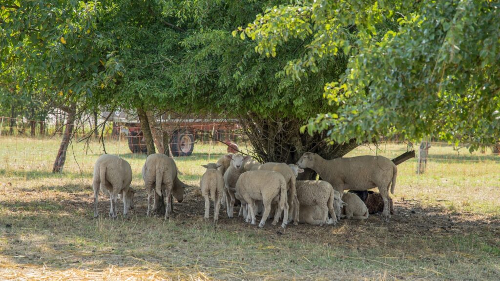 sheeps in the Shade Structures