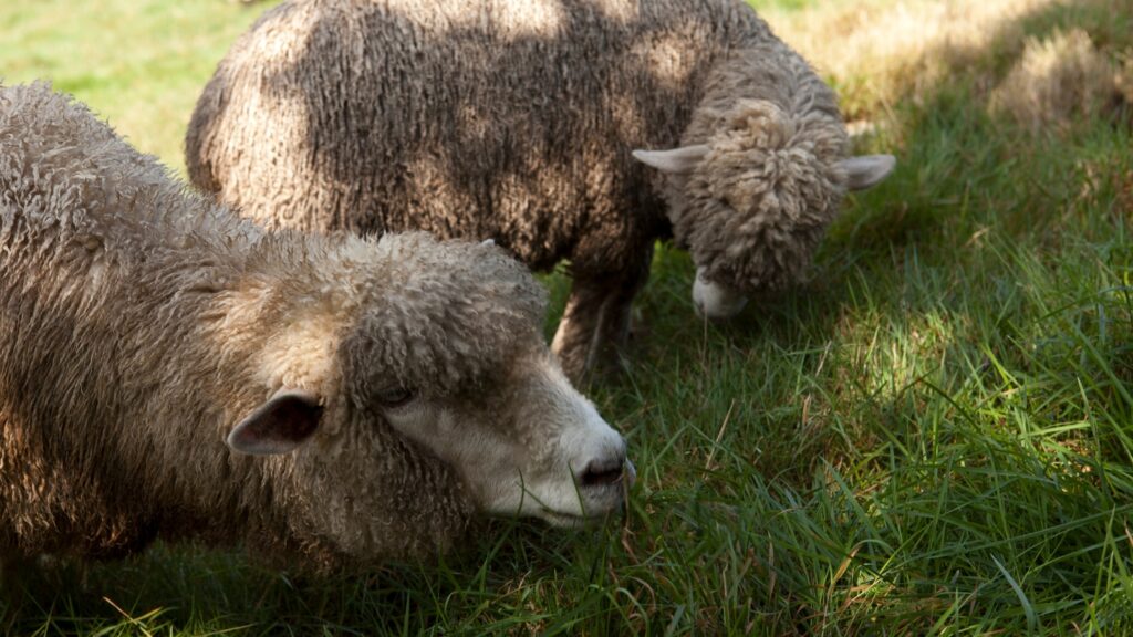 two sheep feeding on Hydroponic Fodder