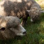 two sheep feeding on Hydroponic Fodder