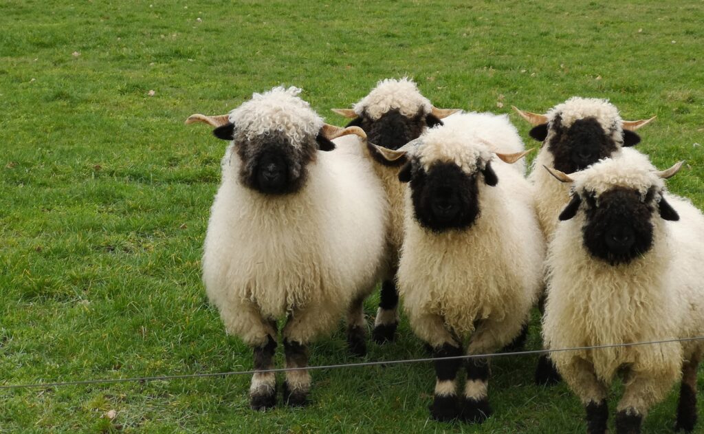 A herd of Valais blacknose sheep Walliser Schwarznase