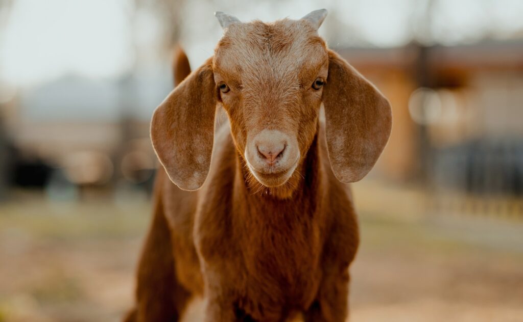 About Kalahari Red Goat standing in farm