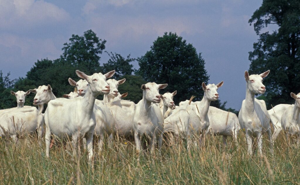 Saanen Domestic Goat, Herd