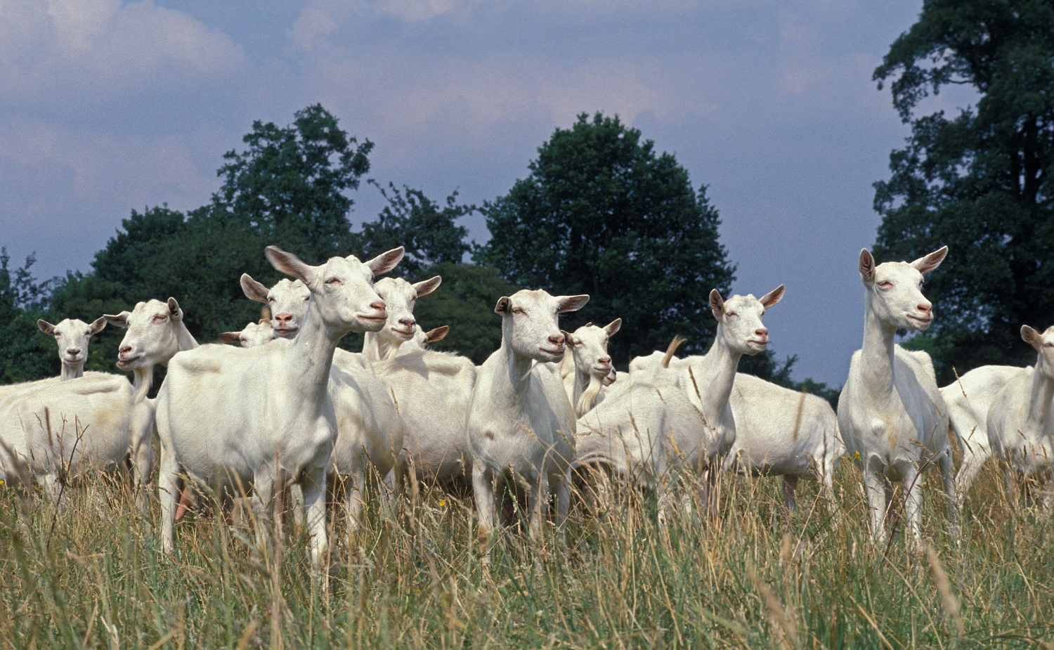 Saanen Goats: History, Milk Production & Characteristics - Sheep & Goat