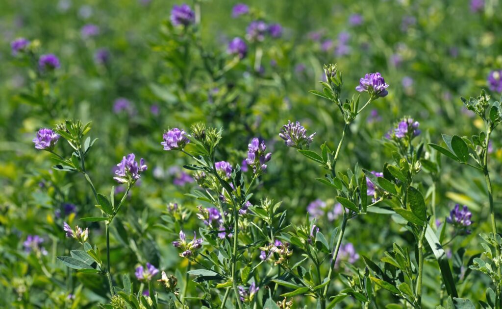 Alfalfa Field Best Grass To Plant For Goats