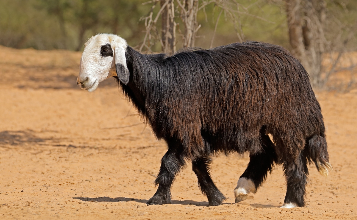 The Resilient Najdi Sheep Of The Arabian Peninsula - Sheep & Goat