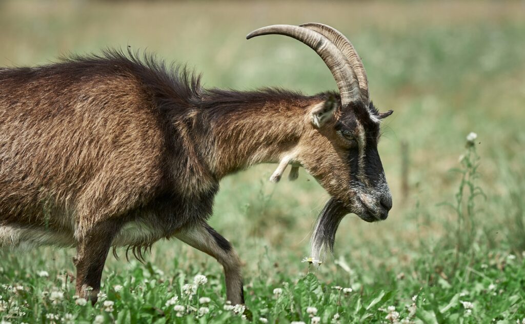 Black-brown toggenburg goats eating grass outdoor