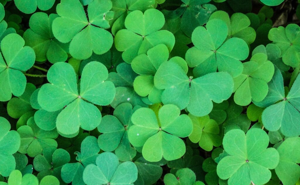 Clover Plant