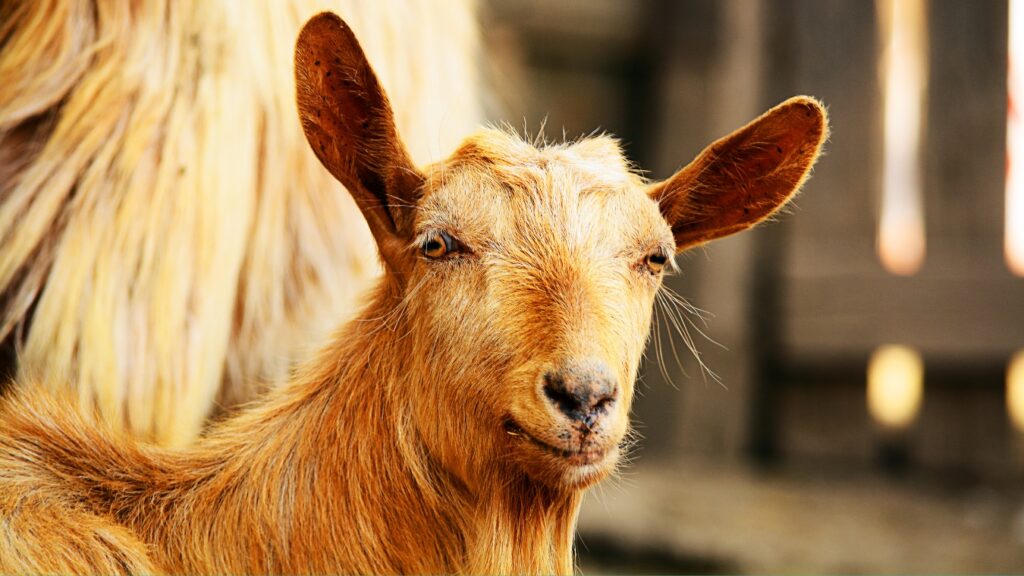 Cute kinder goat on a farm