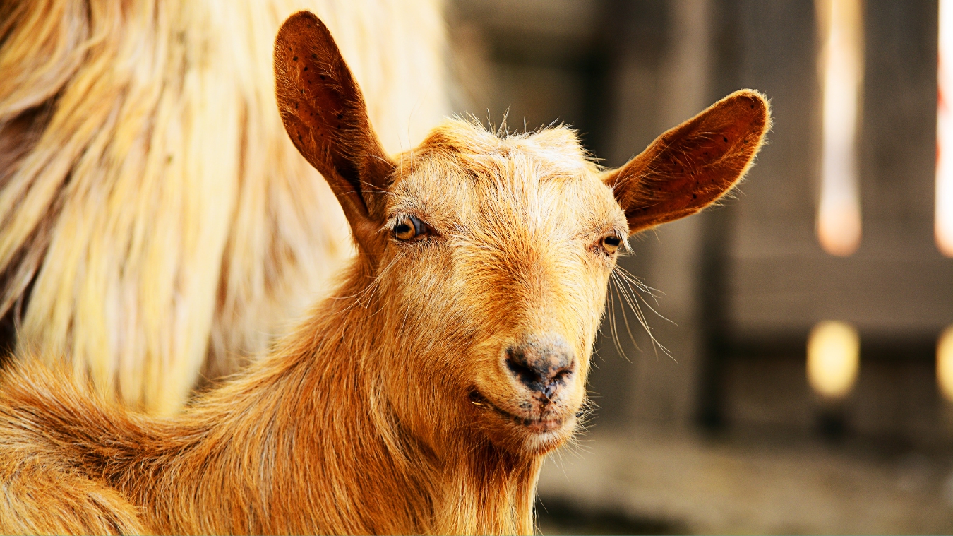 Essential Guide To Kinder Goat: Everything You Need To Know - Sheep & Goat