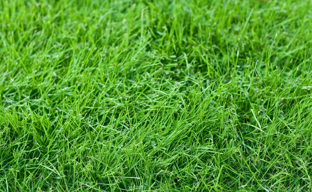 Fescue Grass field