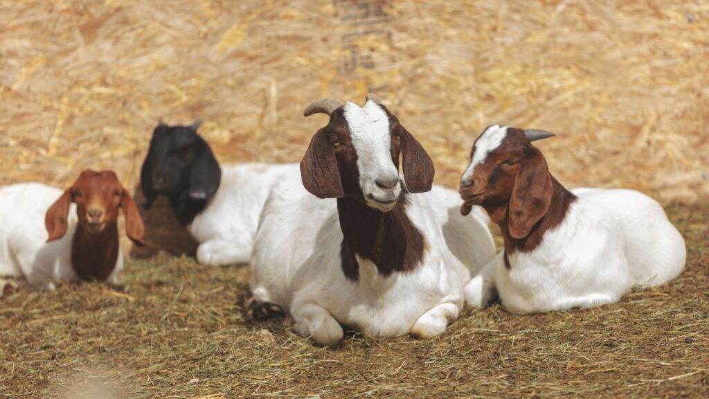 Kiko Goats Vs Boer Goats