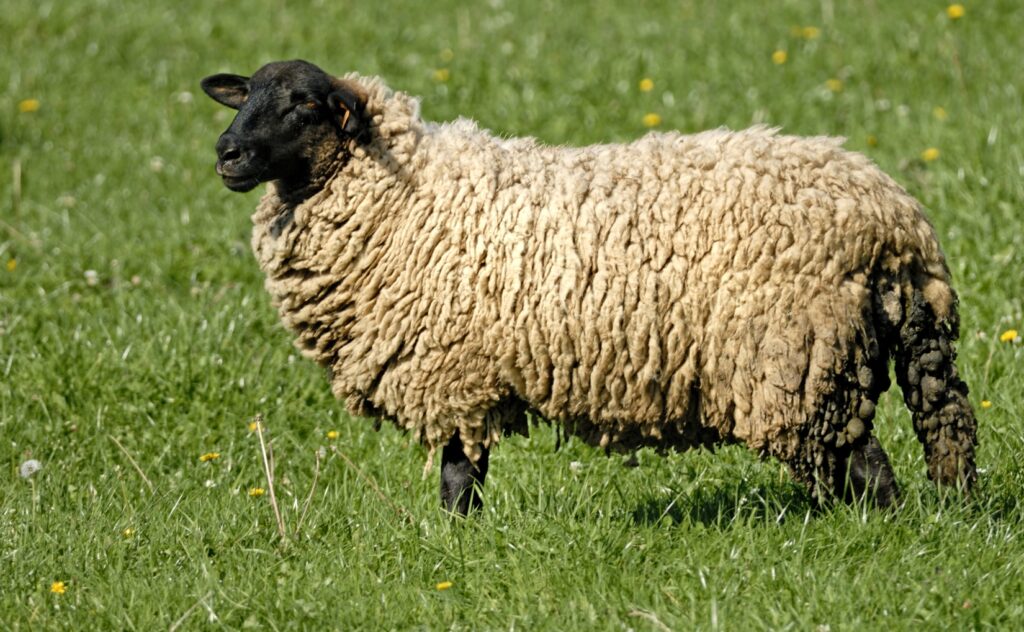 Know About Suffolk Sheep standing in farm