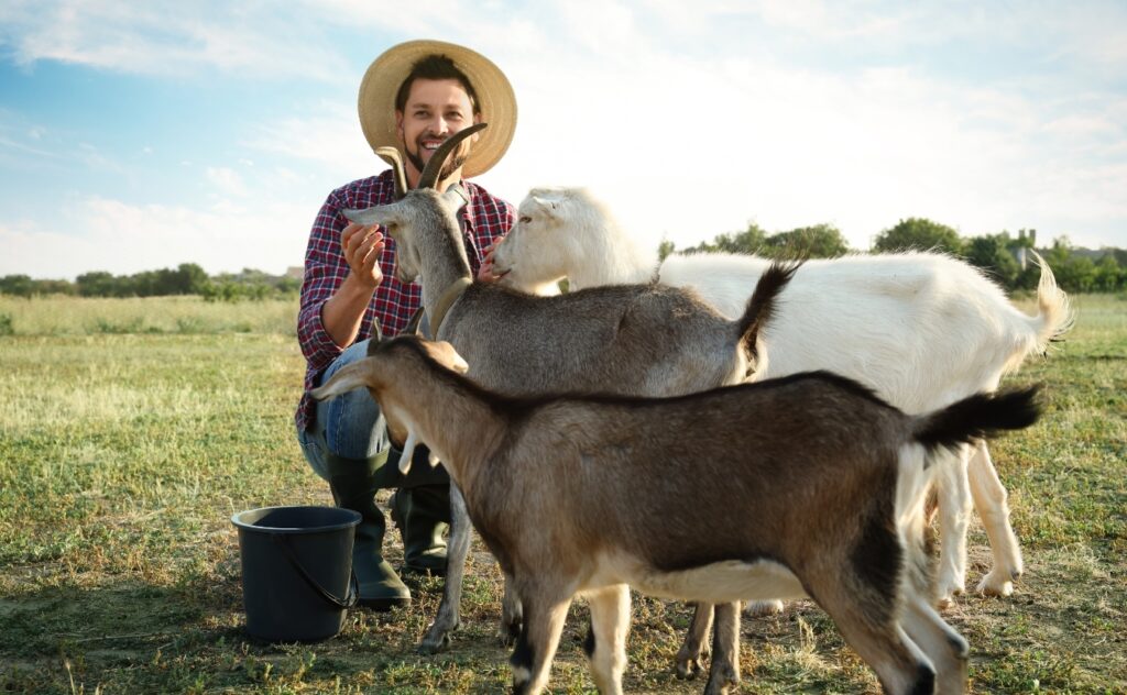 Man with Goats at Farm goat breeds in the world