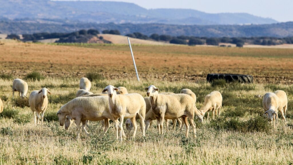 Meat Sheep Breeds grazing