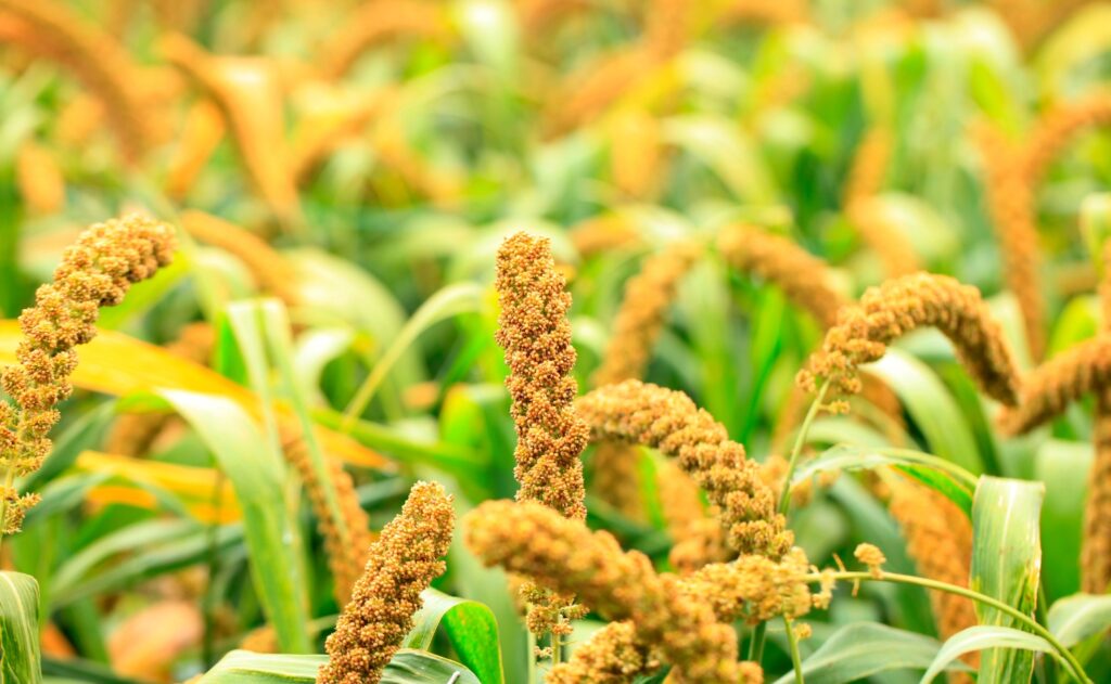 Millet grass Field