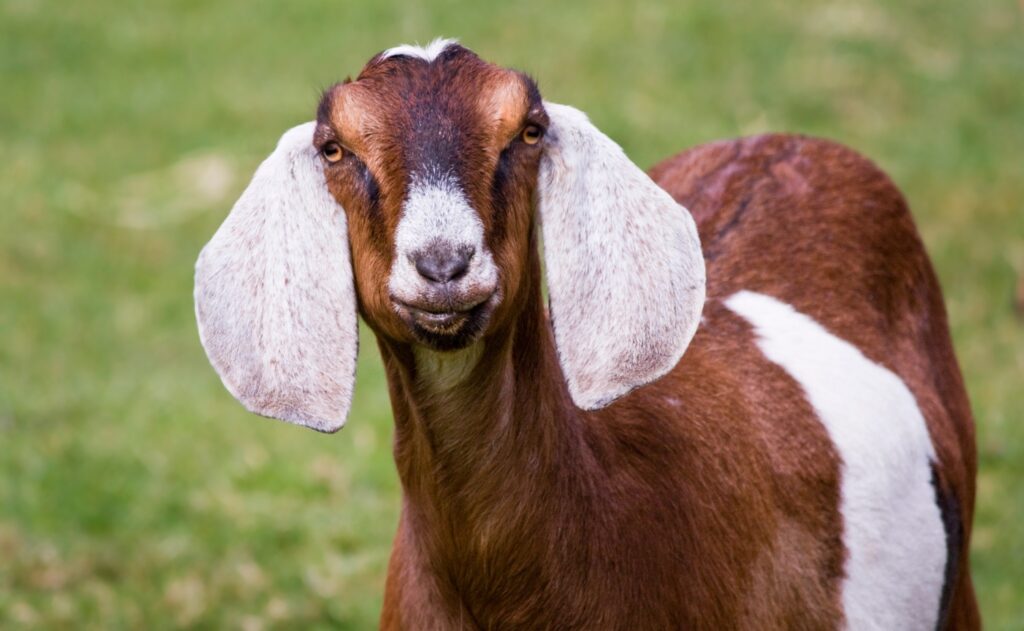 Nubian goat in farm lookin at camera