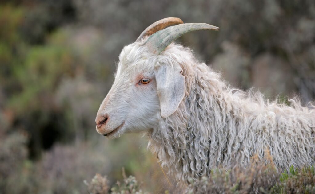 Pygora short goat breeds