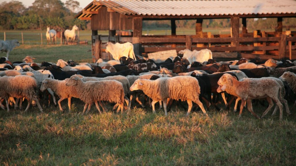 Sheep Breeds In Kashmir