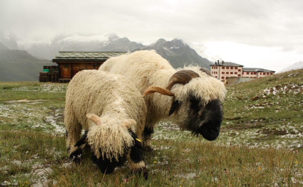 Valais blacknose sheep with Bell and baby sheep in background