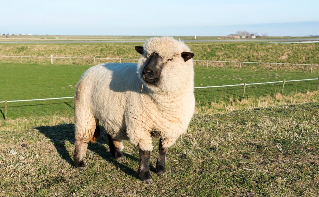 about Hampshire sheep standing in farm