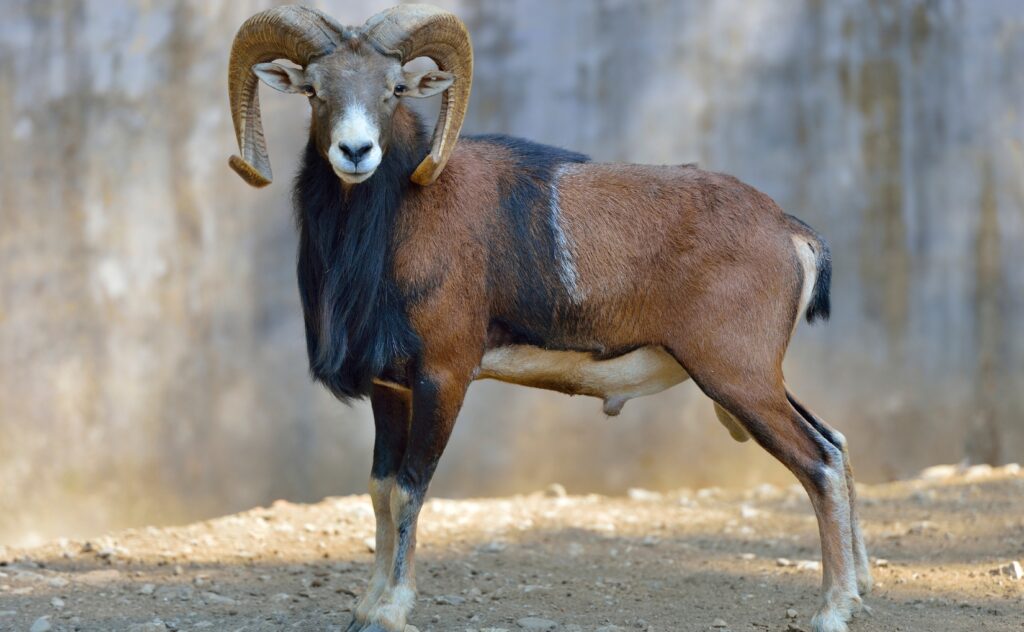 argali biggest sheep in the world standing