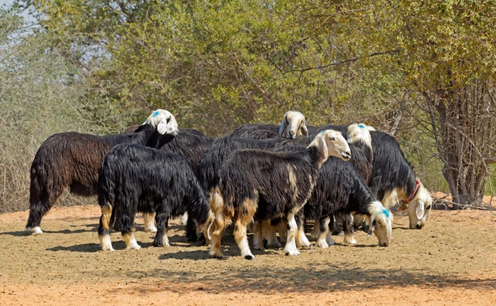 flock of Arabian Nadji sheep