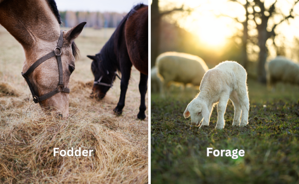 fodder and forage crops difference