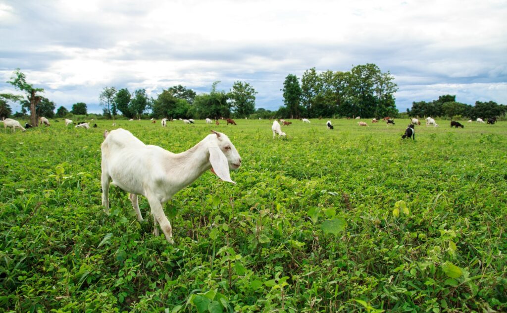 goats grazing on fast growing grass