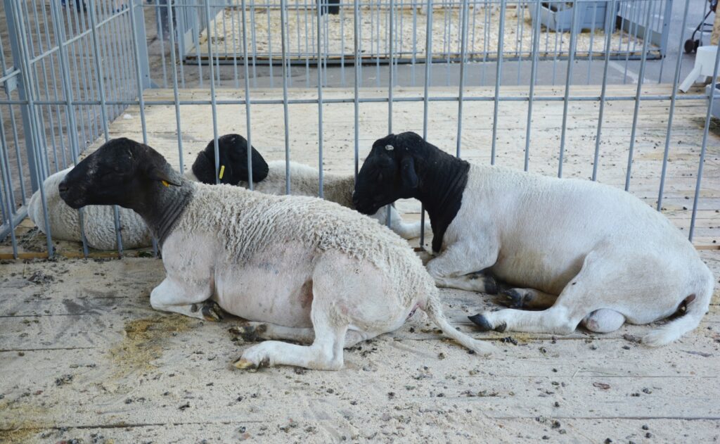 three dorper sheeps sitting in the cage