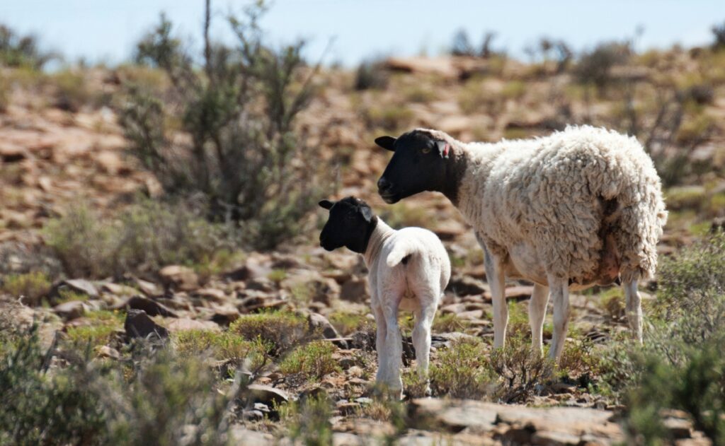 Dorper Ewe and Lamb Dorper Sheep Cost