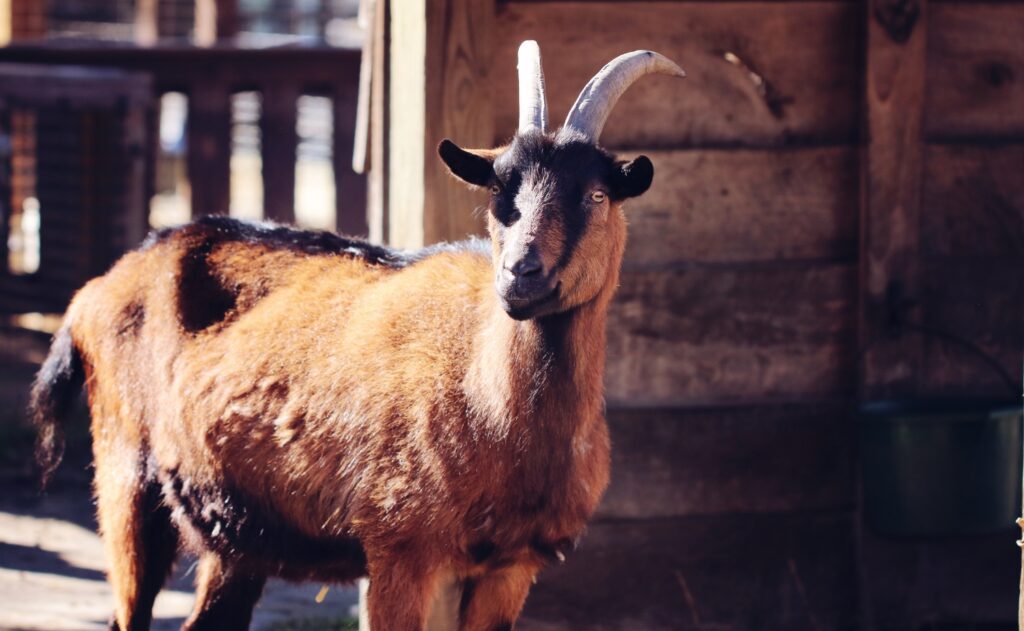 Oberhasli Goats standind  