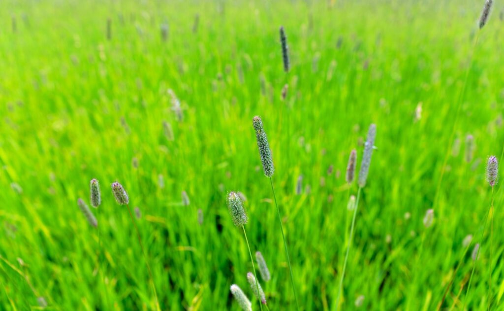 timothy grass Field