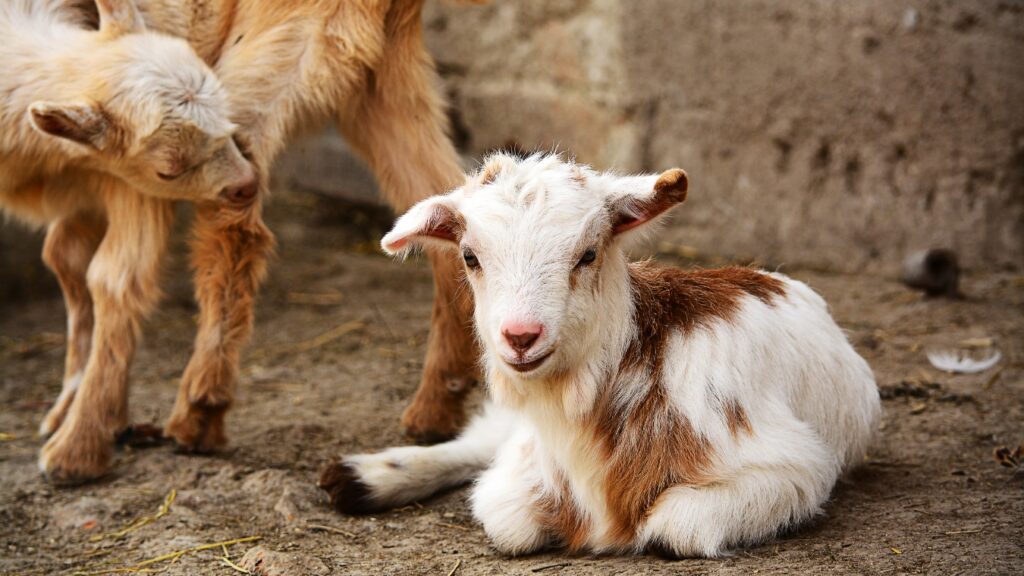 two Cute kinder goat baby on a farm