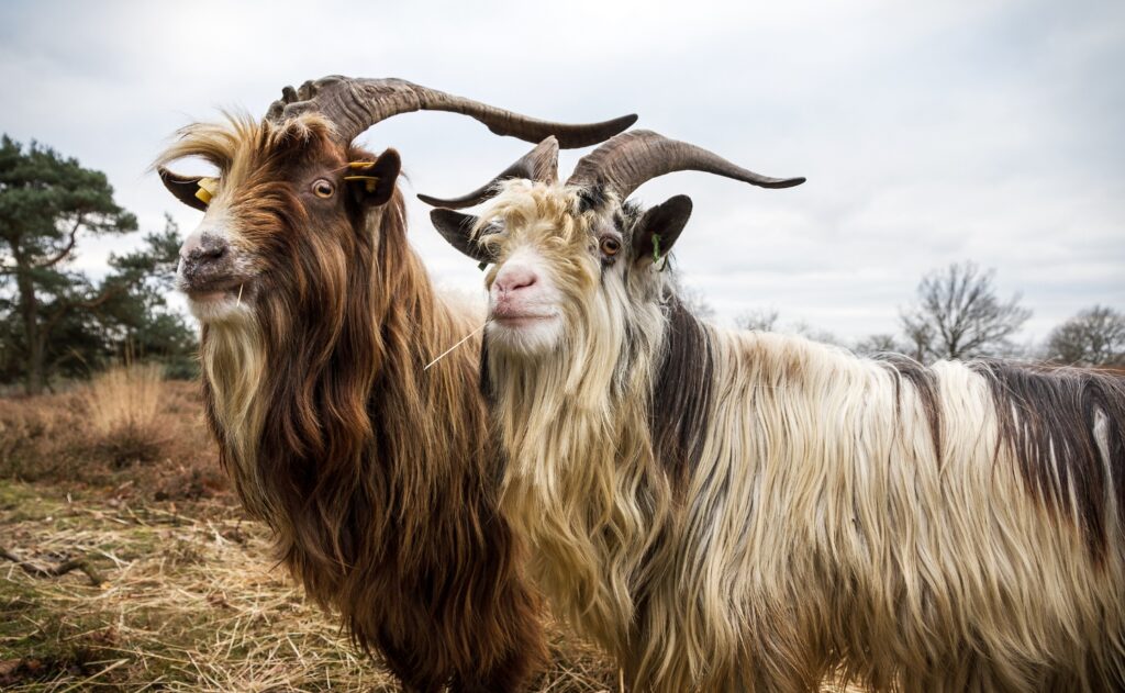 Closeup of two Dutch Landrace goats in nature during the daytime
