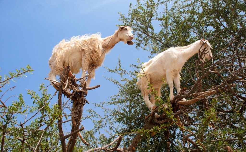 Goats climbing an argan tree