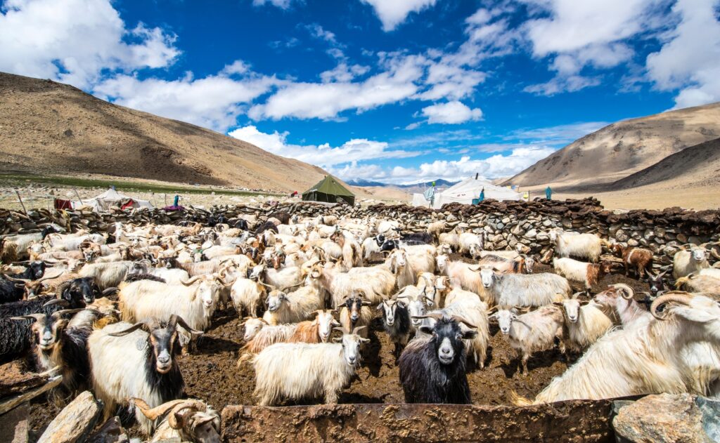 Herd of Cashmere goats in Changthang, Ladakh