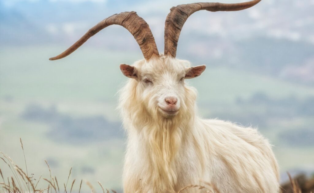 Hexi Cashmere Goat Characteristics
