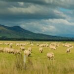 New Zealanders sheep farm and mountain background.