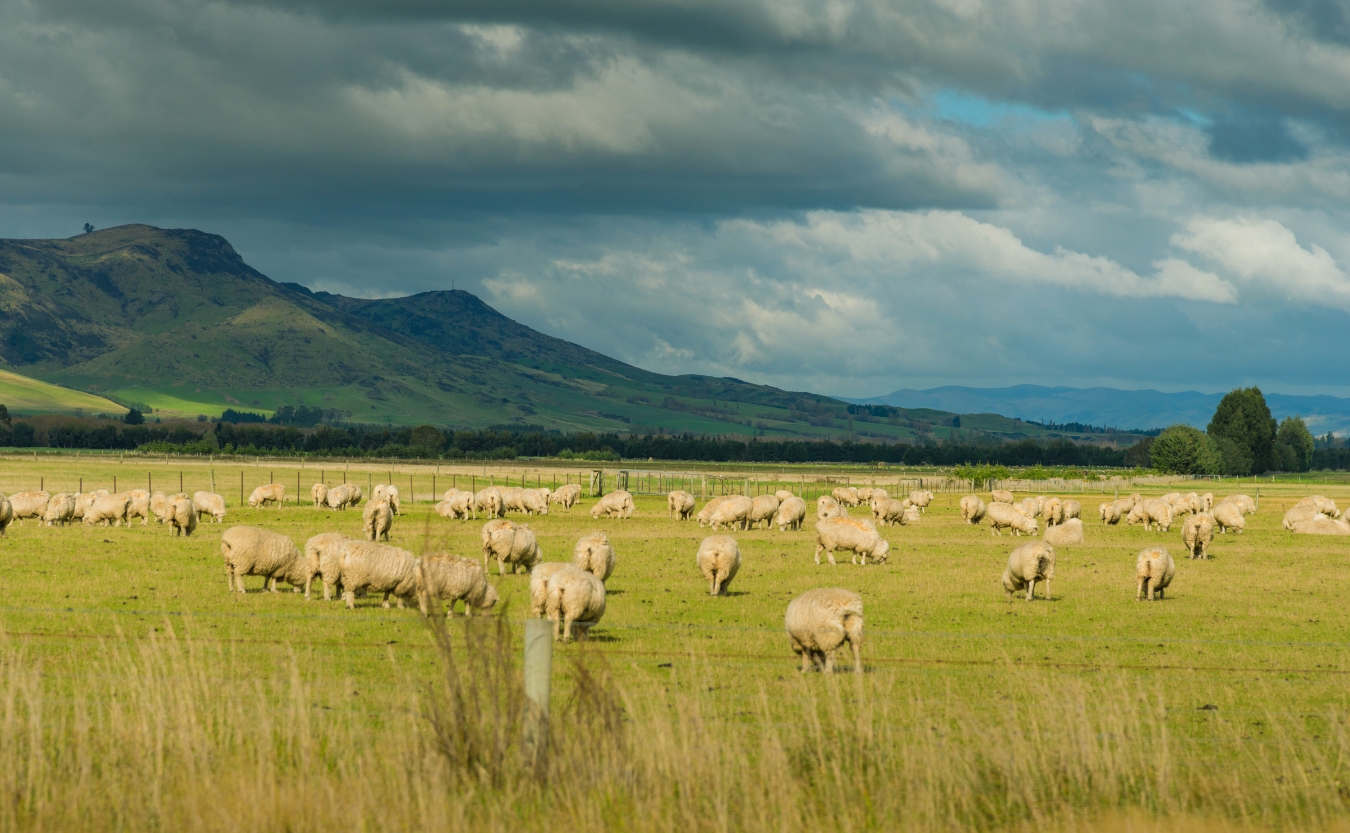 New Zealanders sheep farm and mountain background.