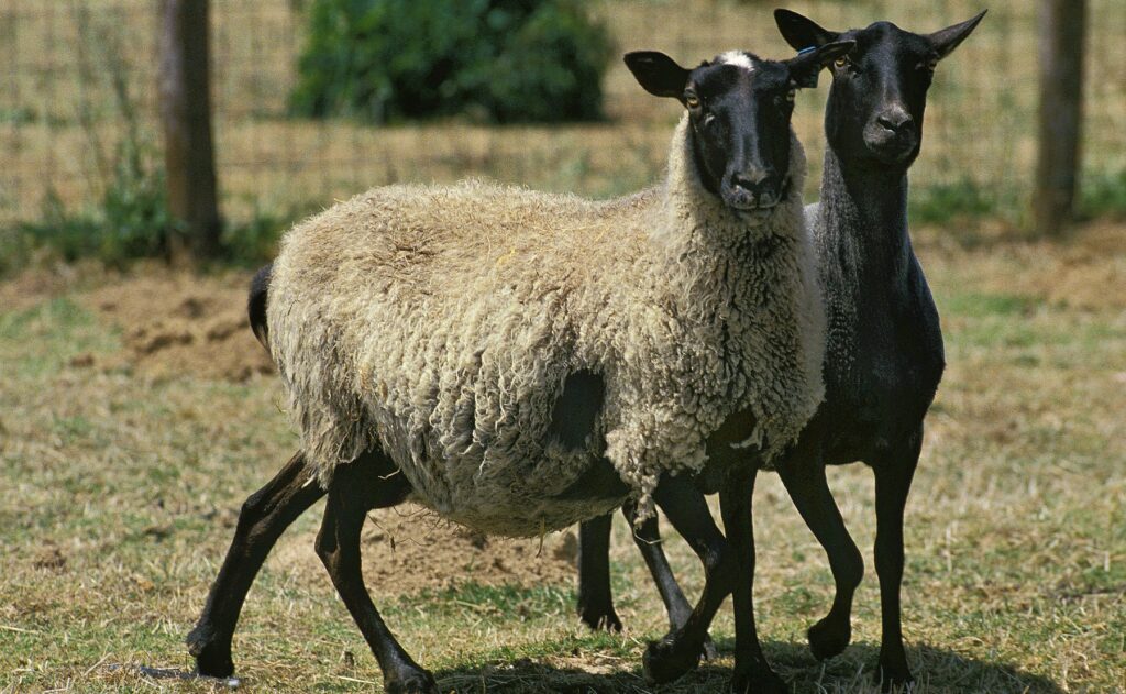 Pros And Cons Of Romanov Sheep
