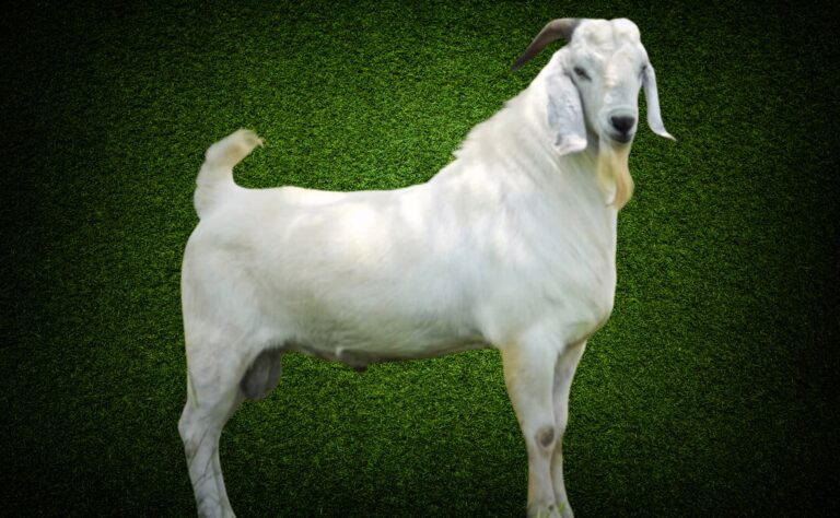 Savanna Goat Disadvantages And Advantages - Sheep & Goat